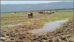 Lupinepublishers-openaccess-Agriculture