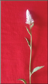 Click here to view Large Figure 1 Lupinepublishers-openaccess-Agriculture