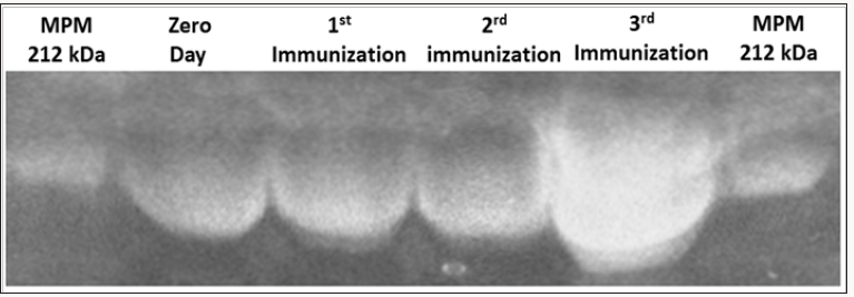 Click here to view Large Scheme 1 Lupinepublishers-openaccess-Dairy-Veterinaryscience