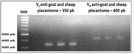 Click here to view Large Scheme 1 Lupinepublishers-openaccess-Dairy-Veterinaryscience