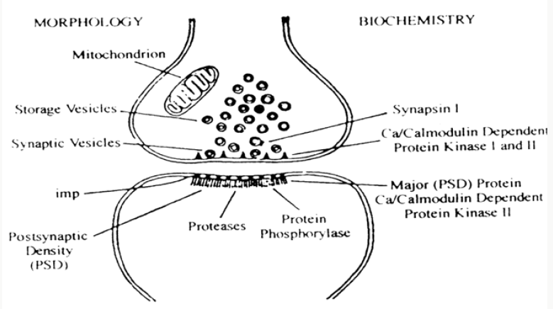 Click here to view Large Figure 3 Lupinepublishers-openaccess-biomedicalengineering-biosciences