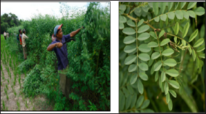 Click here to view Large Figure 1 Lupinepublishers-openaccess-journals-Textile-Fashiondesigning