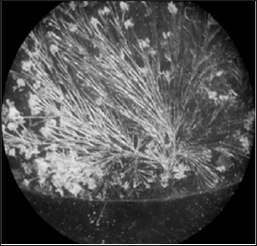 Click here to view Large Figure 1 Lupinepublishers-openaccess-Research-Reviews